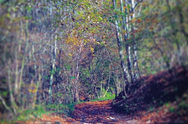 Shinrin yoku e bagno nel bosco